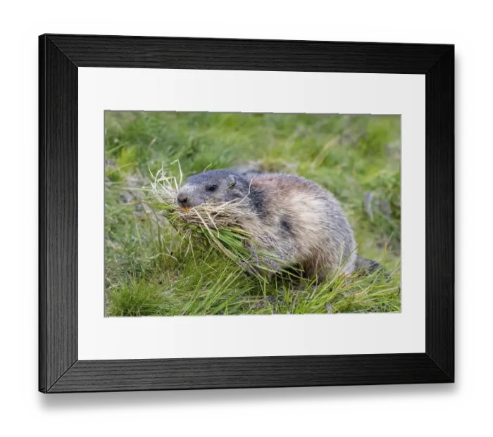 Framed Print : Marmot (Marmota marmota) with nesting material in its mouth Framed Print : Marmot (Marmota marmota) with nesting material in its mouth