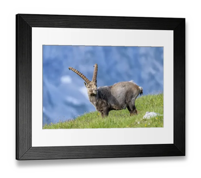 Framed Print : Ibex (Capra ibex), National Park Berchtesgaden