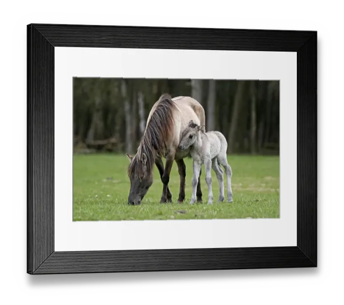 Framed Print : Duelmen pony, mother and foal, Dulmen