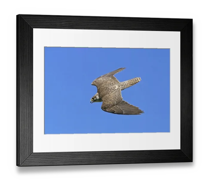 Framed Print : Saker falcon (Falco cherrug) flying