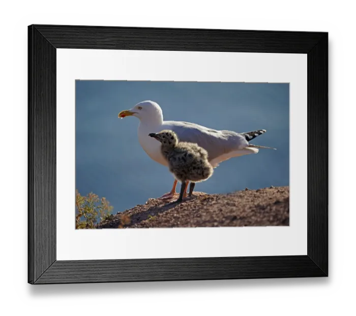 Framed Print : European herring gull (Larus argentatus) with chick on rock Framed Print : European herring gull (Larus argentatus) with chick on rock