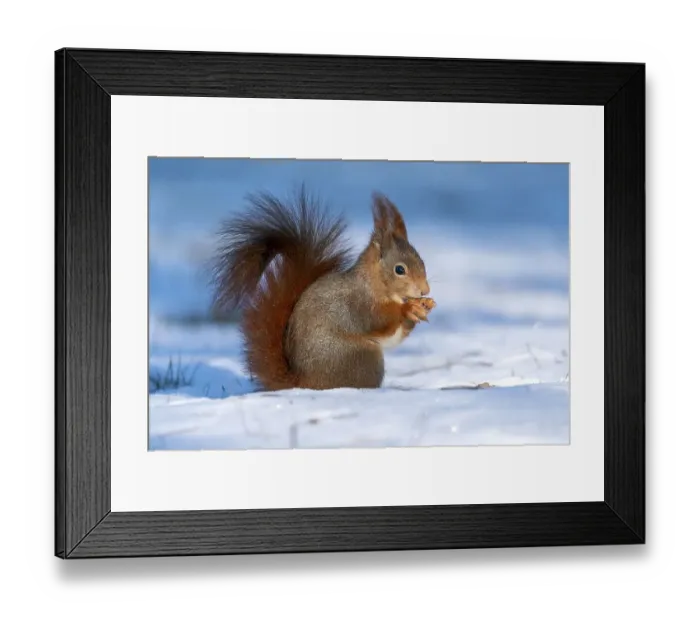 Framed Print : Squirrel (Sciurus vulgaris) foraging