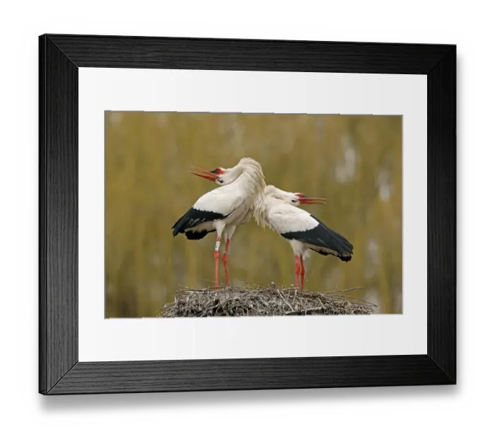 Framed Print : White stork (Ciconia ciconia) during courtship on the nest