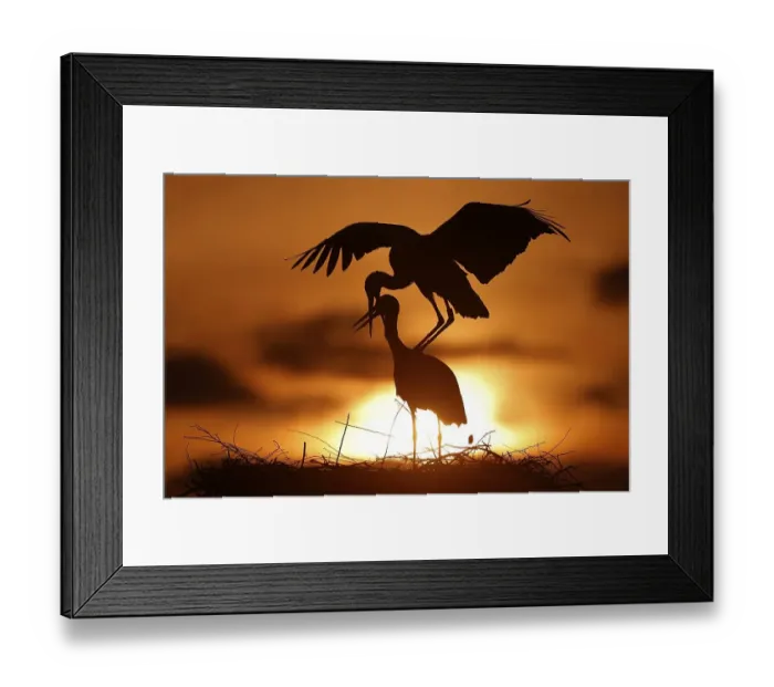Framed Print : White stork (Ciconia ciconia) mating at sunset on the nest