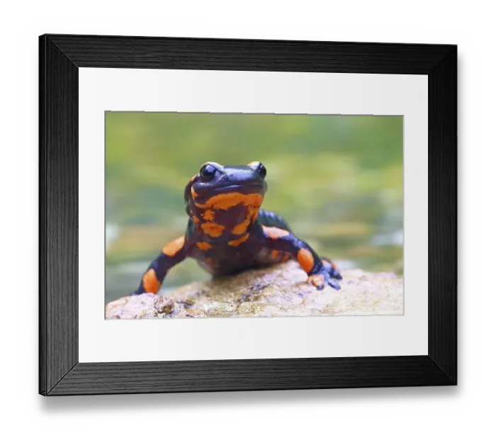 Framed Print : Orange Fire salamander (Salamandra salamandra) Framed Print : Orange Fire salamander (Salamandra salamandra)