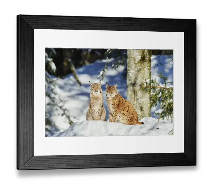Framed Print : Eurasian lynx (Lynx lynx) in winter Framed Print : Eurasian lynx (Lynx lynx) in winter