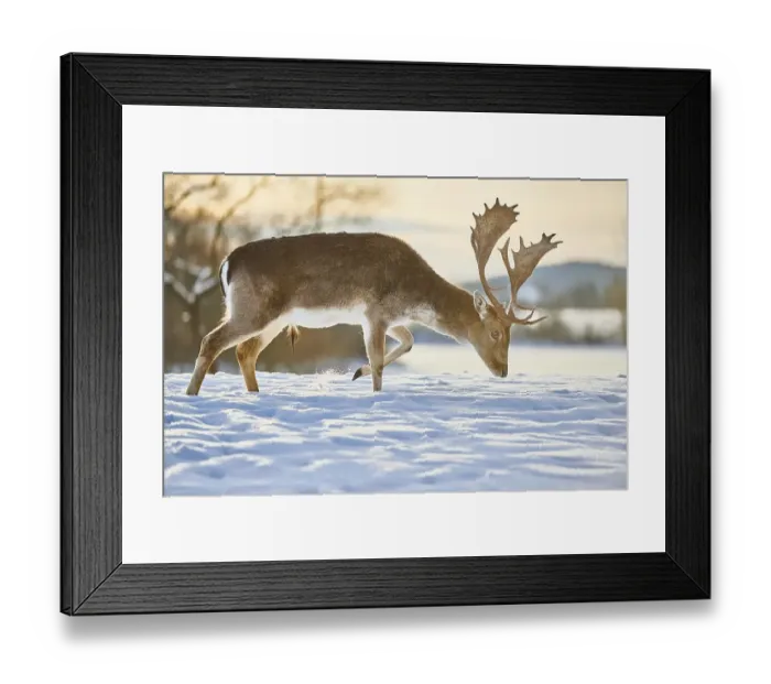 Framed Print : Fallow deer (Dama dama) stag on a snowy meadow Framed Print : Fallow deer (Dama dama) stag on a snowy meadow