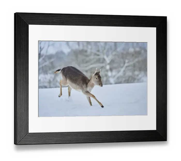 Framed Print : Fallow deer (Dama dama) on a snowy meadow