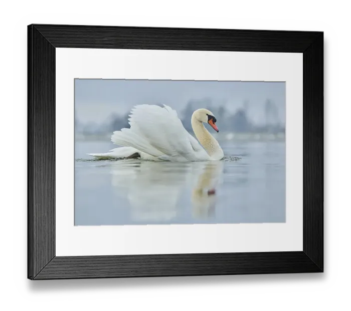 Framed Print : Mute swan (Cygnus olor), swimming Framed Print : Mute swan (Cygnus olor), swimming