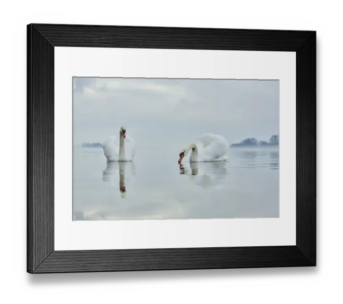 Framed Print : Two mute swans (Cygnus olor) swimming