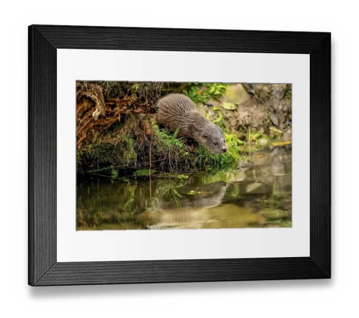 Framed Print : European otter (Lutra lutra), young animal standing on the bank of a pond