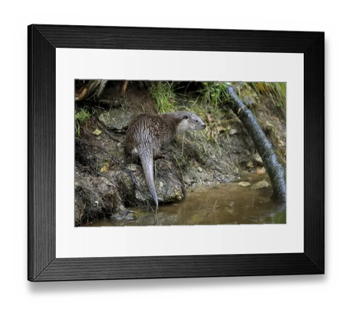 Framed Print : European otter (Lutra lutra), adult Framed Print : European otter (Lutra lutra), adult