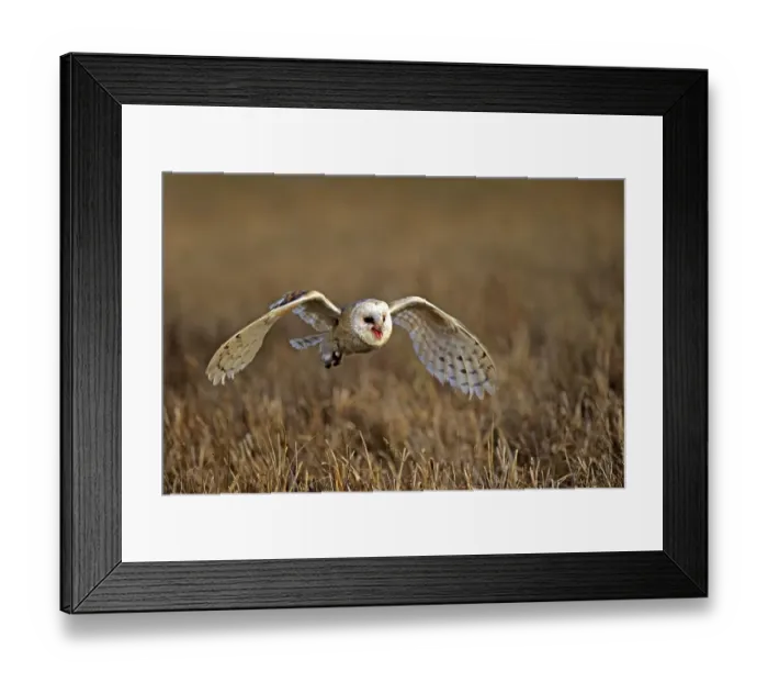 Framed Print : Common barn owl (Tyto alba), adult