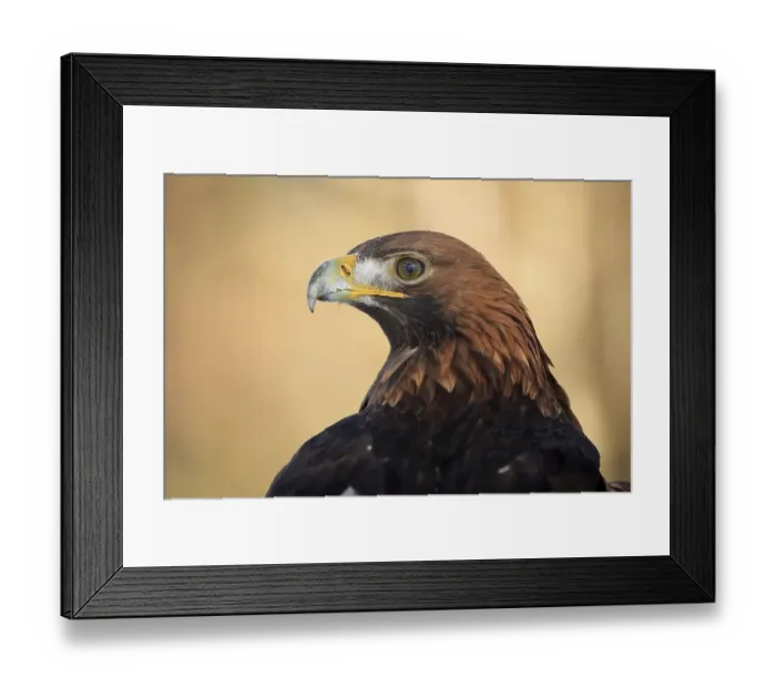 Framed Print : Golden eagle (Aquila chrysaetos) Framed Print : Golden eagle (Aquila chrysaetos)