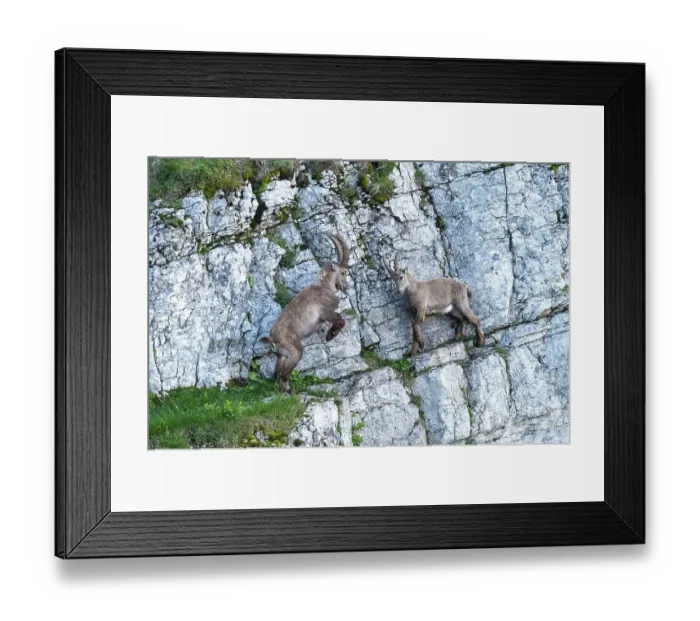 Framed Print : Alpine Ibexes (Capra ibex), fighting on steep rock face