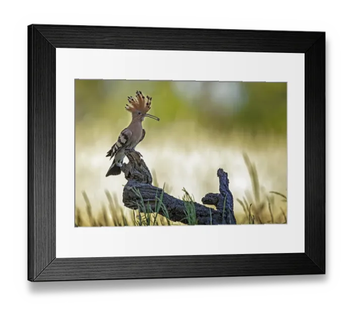 Framed Print : Hoopoe (Upupa epops) with food Framed Print : Hoopoe (Upupa epops) with food