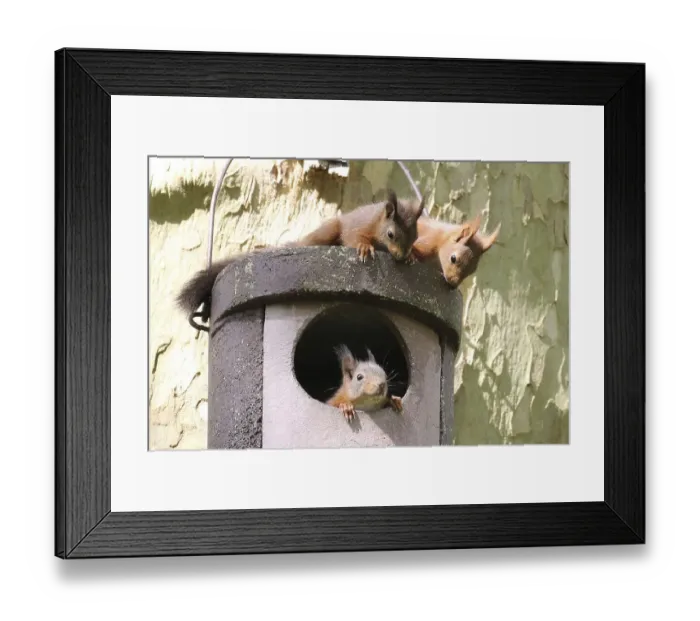 Framed Print : Three young squirrels (Sciurus vulgaris) on owl nesting box Framed Print : Three young squirrels (Sciurus vulgaris) on owl nesting box