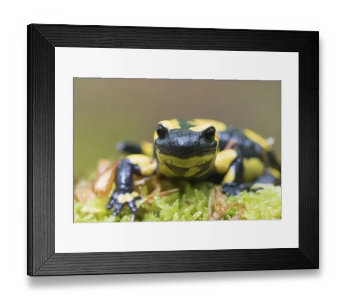 Framed Print : Fire salamander (Salamandra salamandra) in moss