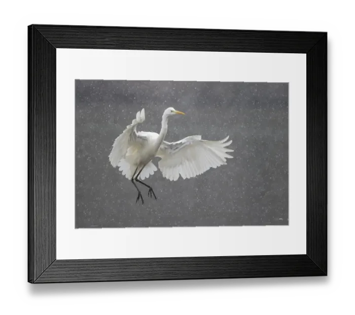 Framed Print : Great egret (Ardea alba), flying up