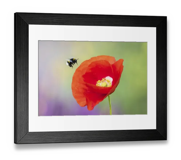 Framed Print : Garden bumblebee (Bombus hortorum) flies Corn poppy (Papaver rhoeas) to Hesse