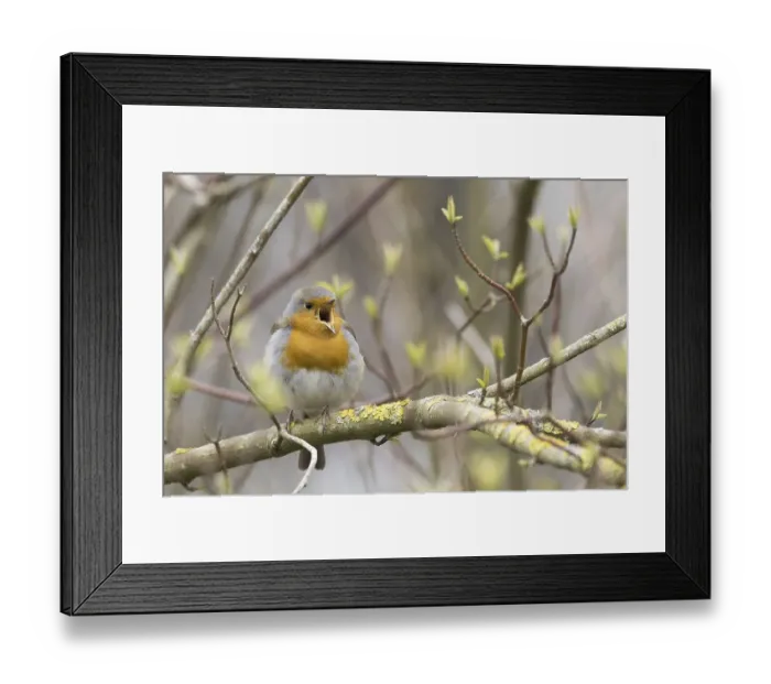 Framed Print : European robin (Erithacus rubecula) on branch Framed Print : European robin (Erithacus rubecula) on branch