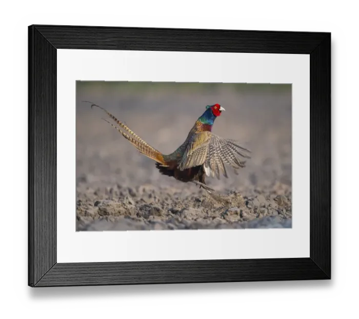 Framed Print : Male Pheasant (Phasianus colchicus) courtship