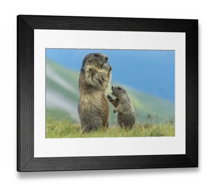 Framed Print : Marmot (Marmota marmota) with young in the Alps