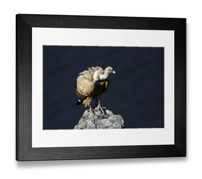 Framed Print : Griffon vulture (Gyps fulvus) sitting on a rock Framed Print : Griffon vulture (Gyps fulvus) sitting on a rock