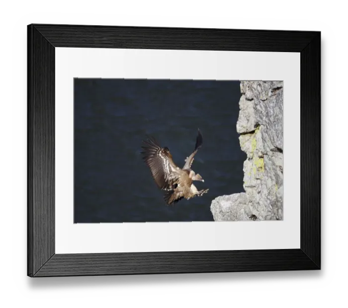 Framed Print : Griffon Vulture (Gyps fulvus), landing on cliff ledge Framed Print : Griffon Vulture (Gyps fulvus), landing on cliff ledge