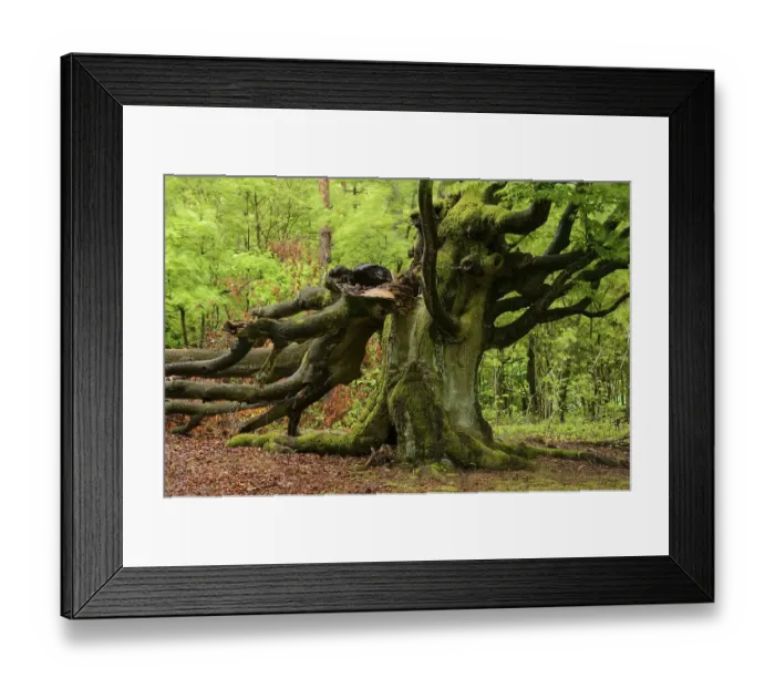 Framed Print : Old Beech Tree (Fagus sylvatica)