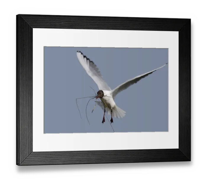 Framed Print : Black-headed Black-headed Gull (Chroicocephalus ridibundus) Framed Print : Black-headed Black-headed Gull (Chroicocephalus ridibundus)