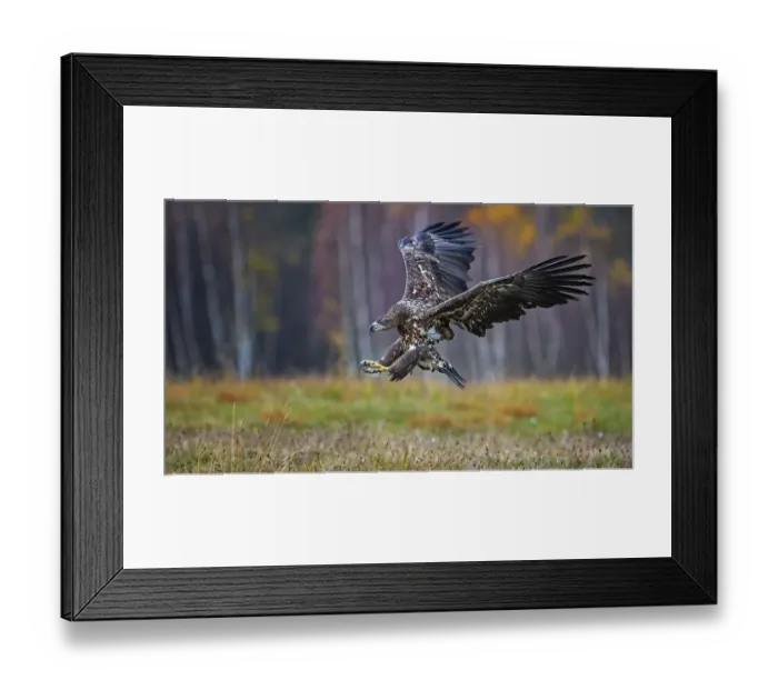 Framed Print : White-tailed eagle (Haliaeetus albicilla) hunting in autumn Framed Print : White-tailed eagle (Haliaeetus albicilla) hunting in autumn