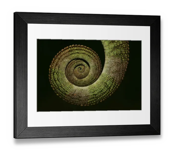 Framed Print : Amber Chameleon (Calumma amber)