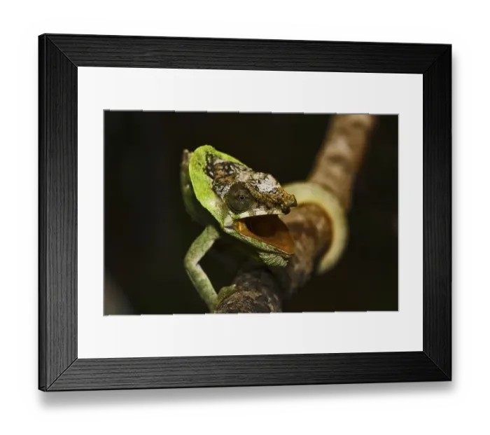 Framed Print : Chameleon (Calumma spec.), aggressive posture