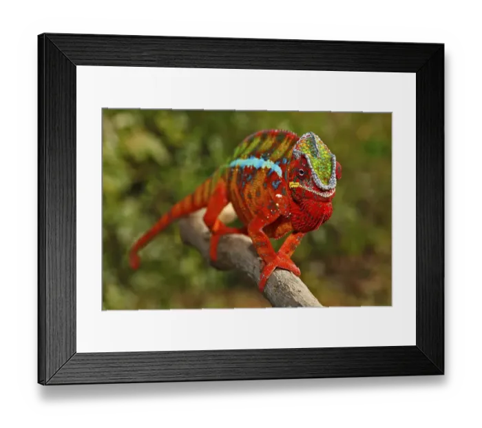 Framed Print : Panther Chameleon (Furcifer pardalis)