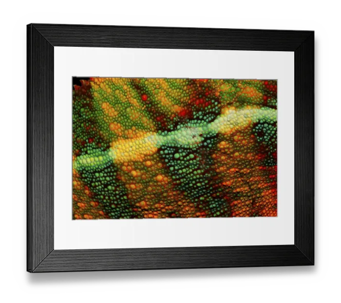Framed Print : Chameleon skin, Panther Chameleon (Furcifer pardalis)