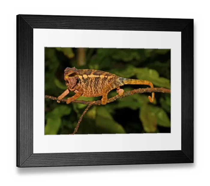 Framed Print : Panther Chameleon (Furcifer pardalis) Framed Print : Panther Chameleon (Furcifer pardalis)