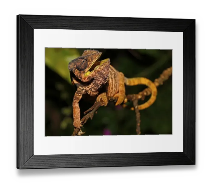 Framed Print : Panther Chameleon (Furcifer pardalis) Framed Print : Panther Chameleon (Furcifer pardalis)