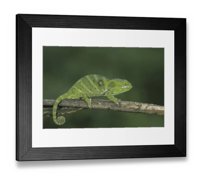 Framed Print : Chameleon (Furcifer minor), female on twig Framed Print : Chameleon (Furcifer minor), female on twig