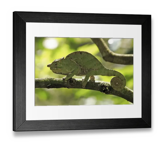 Framed Print : Chameleon (Furcifer balteatus)