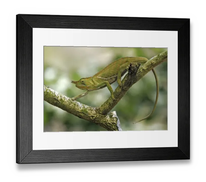 Framed Print : Chameleon (Furcifer balteatus) Framed Print : Chameleon (Furcifer balteatus)