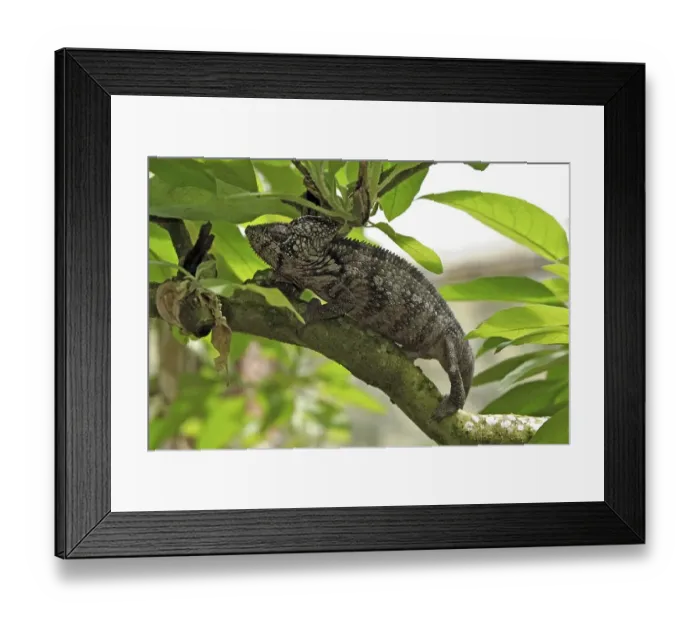 Framed Print : Oustalet's Chameleon (Furcifer oustaleti)