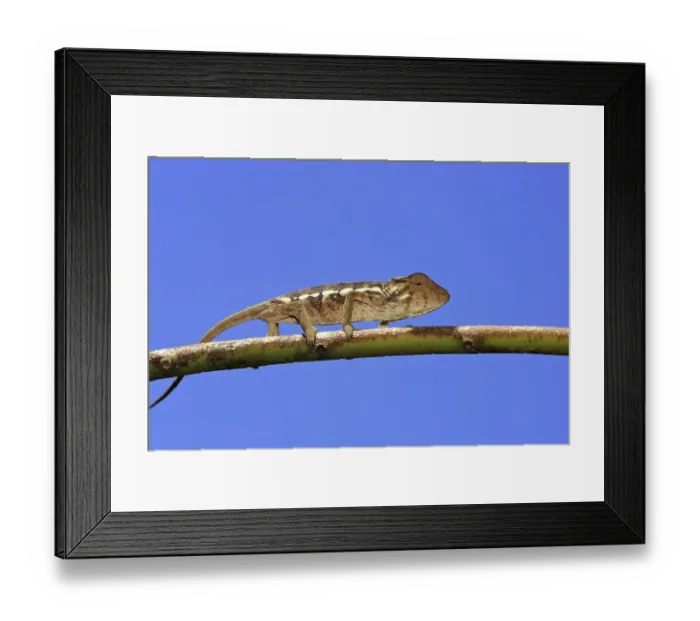 Framed Print : Panther Chameleon (Furcifer pardalis)