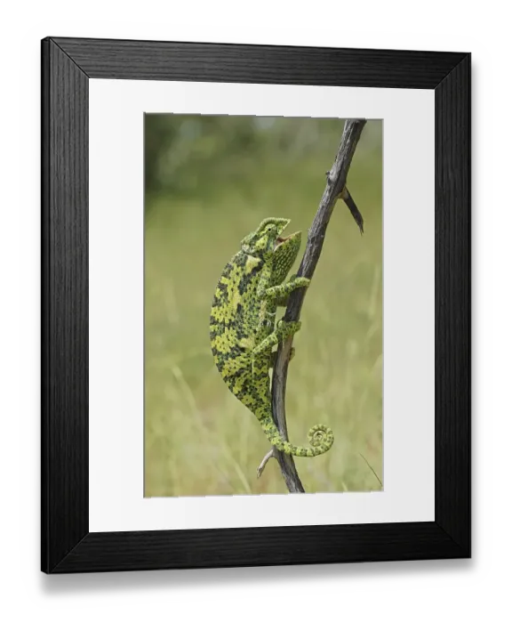 Framed Print : Flap-necked Chameleon (Chamaeleo dilepis)
