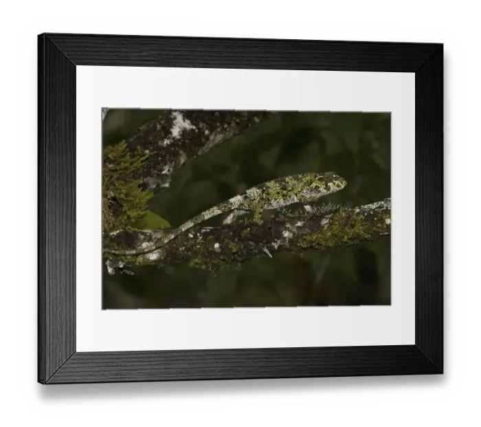Framed Print : Short-nosed Chameleon (Calumma gastrotaenia) Framed Print : Short-nosed Chameleon (Calumma gastrotaenia)
