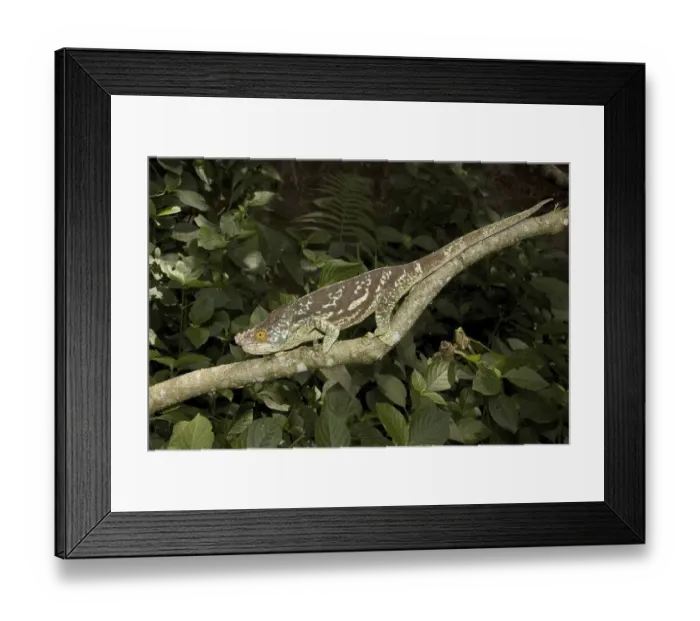 Framed Print : Parson's chameleon (Calumma parsonii) Framed Print : Parson's chameleon (Calumma parsonii)