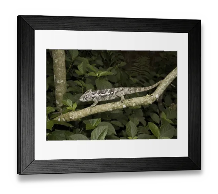 Framed Print : Warty Chameleon (Furcifer verrucosus)