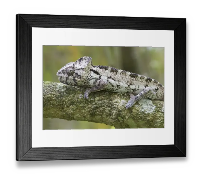 Framed Print : Warty Chameleon (Furcifer verrucosus)
