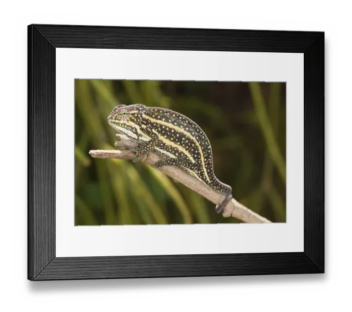 Framed Print : Furcifer campanii chameleon (Furcifer campanii)