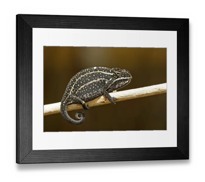 Framed Print : Rainforest Chameleon (Furcifer balteatus) Framed Print : Rainforest Chameleon (Furcifer balteatus)